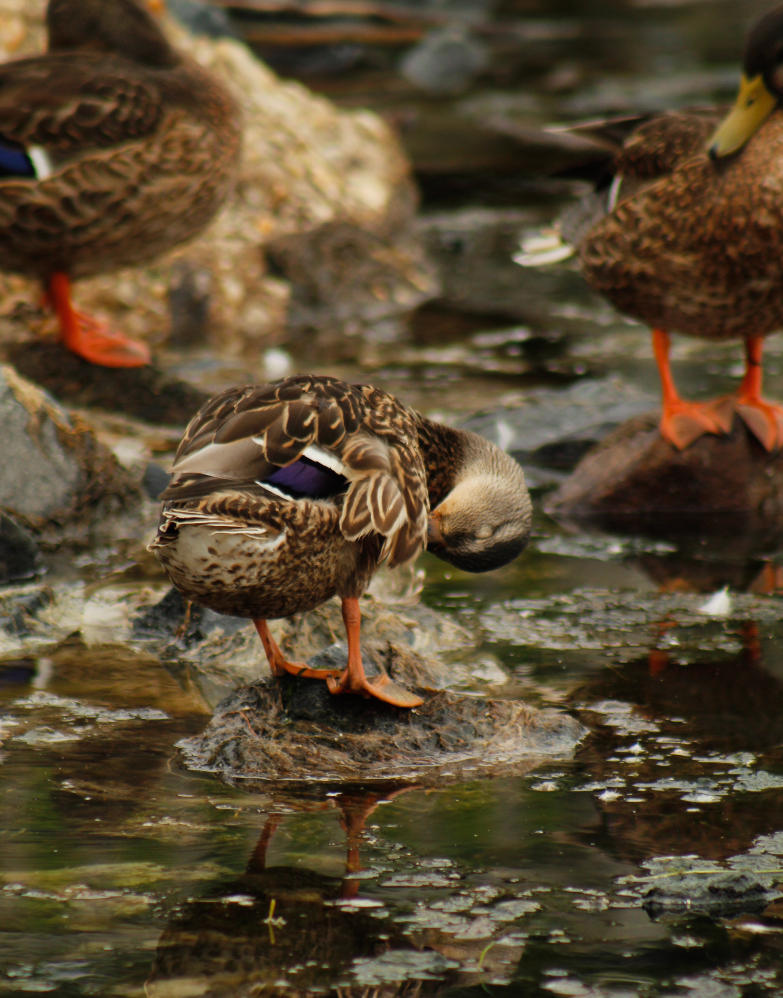 Duck picture